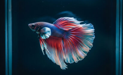 Hastalık ve Tedavi Rehberi